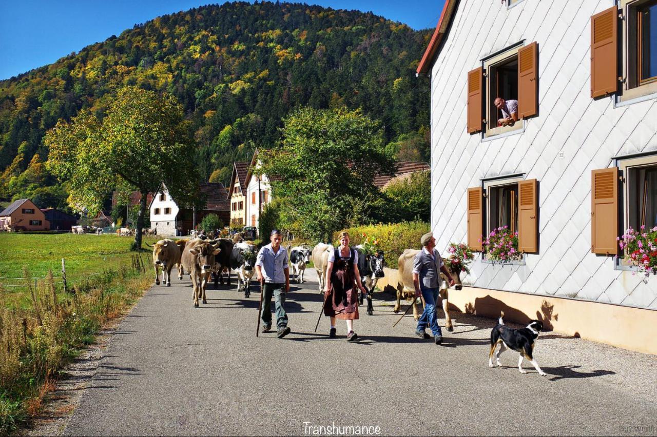 Chalet Du Silberrain Pres De Colmar - Cheminee, Sauna, Piscine Partagee Osenbach Eksteriør bilde